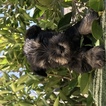 Small Photo #1 Schnauzer (Miniature) Puppy For Sale in LOS ANGELES, CA, USA