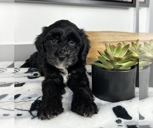 Cavapoo Puppy for sale in FRANKLIN, IN, USA