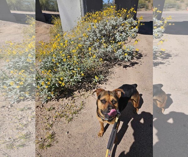 Medium Photo #9 Rottweiler-Unknown Mix Puppy For Sale in phoenix, AZ, USA