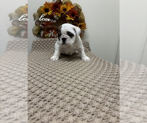 English Bulldogge Litter for sale in UHRICHSVILLE, OH, USA
