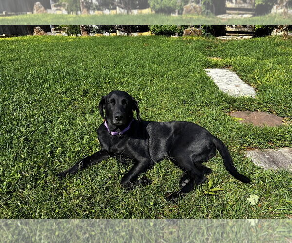 Medium Photo #5 Mutt Puppy For Sale in Euless, TX, USA