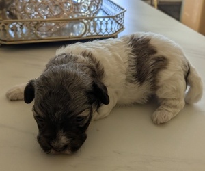 Havanese Puppy for sale in HYATTSVILLE, MD, USA