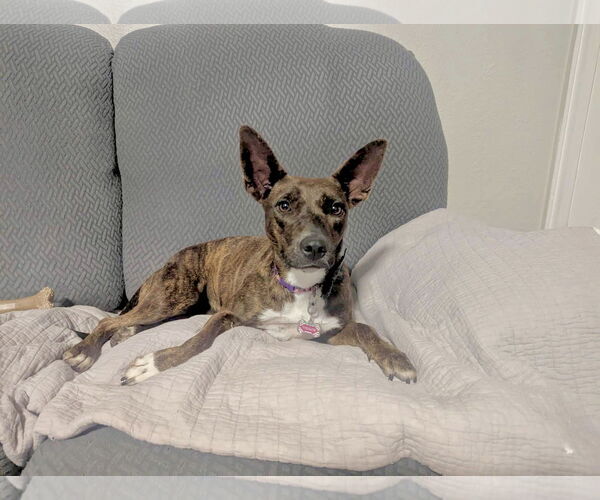 Medium Photo #2 Chihuahua-Unknown Mix Puppy For Sale in Virginia Beach, VA, USA