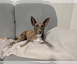 Small #1 Chihuahua Mix