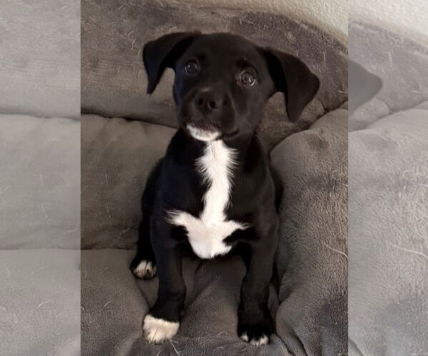 Medium Photo #1 Labbe Puppy For Sale in The Woodlands, TX, USA