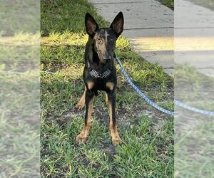 German Shepherd Dog-Unknown Mix Dogs for adoption in Houston, TX, USA