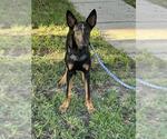 A663137 - Male German Shepherd Dog-Unknown Mix Dog for Adoption - Small photo
