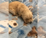 Small Photo #3 Coton de Tulear Puppy For Sale in YELM, WA, USA