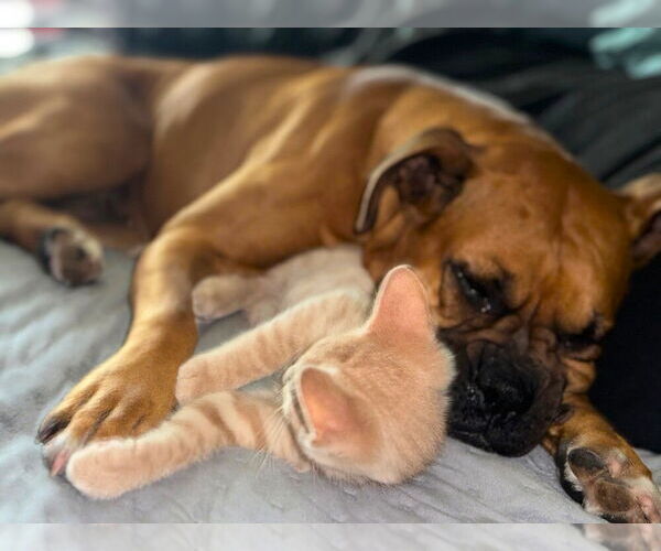 Medium Photo #2 Boxer Puppy For Sale in Austin, TX, USA