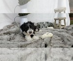 Small Photo #1 Aussie-Poo-Aussiedoodle Mix Puppy For Sale in COLLEGE STA, TX, USA
