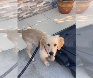 Golden Retriever Puppy for sale in SACRAMENTO, CA, USA