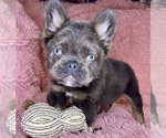 Small Photo #21 French Bulldog Puppy For Sale in BOTHELL, WA, USA
