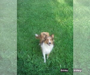 Mutt Dogs for adoption in Dublin, OH, USA