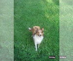 Small Mutt