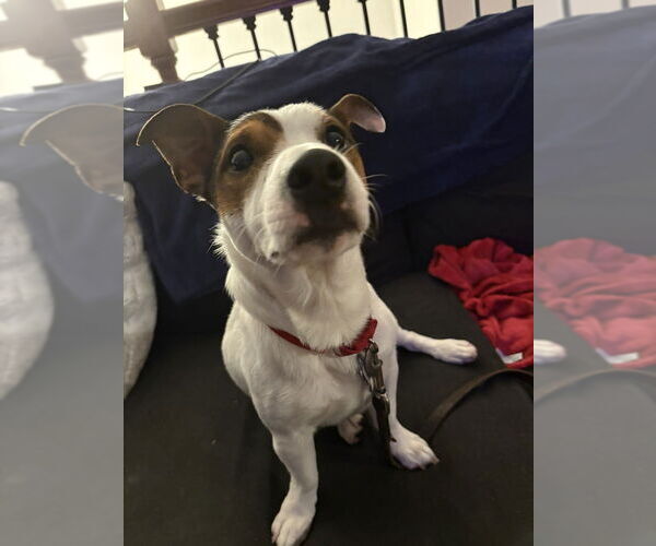 Medium Photo #7 Jack Russell Terrier Puppy For Sale in Oak Bluffs, MA, USA