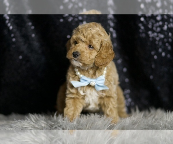 Medium Photo #8 Goldendoodle (Miniature) Puppy For Sale in WARSAW, IN, USA