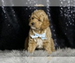 Small #7 Goldendoodle (Miniature)