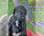 Small Photo #3 Poodle (Standard) Puppy For Sale in KEIZER, OR, USA