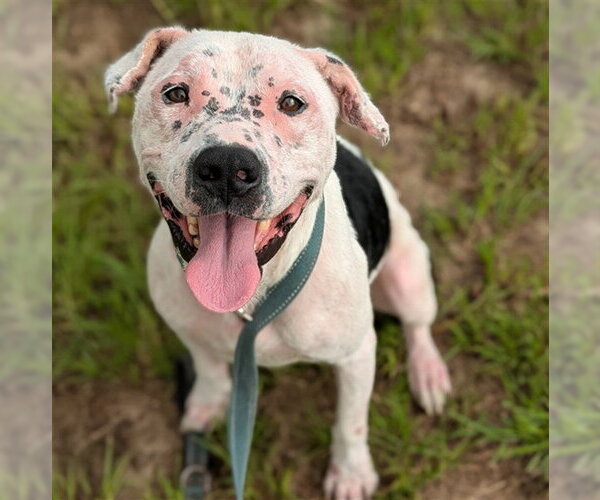 Medium Photo #2 American Pit Bull Terrier-Unknown Mix Puppy For Sale in Ocala, FL, USA