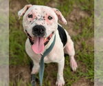 Small #1 American Pit Bull Terrier Mix