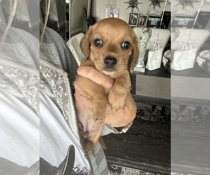 Dachshund Puppy for sale in SAN DIEGO, CA, USA