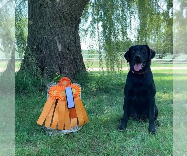 Medium Photo #13 Labrador Retriever Puppy For Sale in FARGO, ND, USA