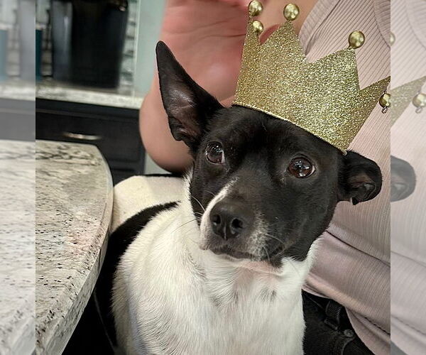 Medium Photo #4 Rat Terrier Puppy For Sale in Atlanta, GA, USA