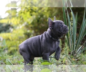 French Bulldog Puppy for sale in BROOKLYN, NY, USA