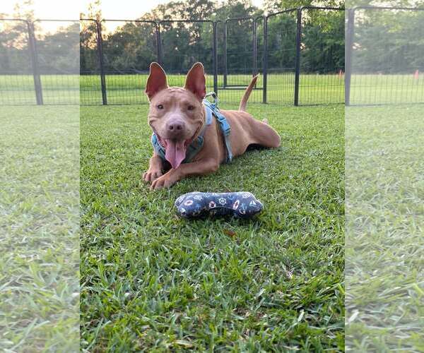 Medium Photo #1 American Pit Bull Terrier-Unknown Mix Puppy For Sale in Oakhurst, NJ, USA