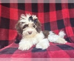 Small #7 ShihPoo