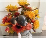 Small #3 Boston Terrier