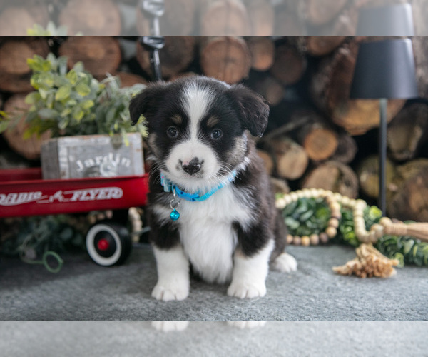 Medium Photo #2 Miniature Australian Shepherd Puppy For Sale in MILLERSBURG, OH, USA