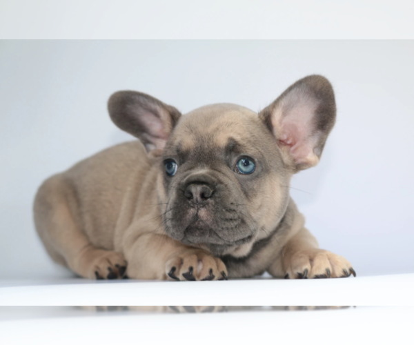 Medium Photo #3 French Bulldog Puppy For Sale in PALM BCH GDNS, FL, USA