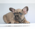 Small Photo #3 French Bulldog Puppy For Sale in PALM BCH GDNS, FL, USA