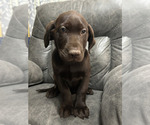 Image preview for Ad Listing. Nickname: Moose
