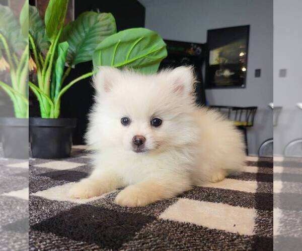 Medium Photo #2 Pomeranian Puppy For Sale in FRANKLIN, IN, USA