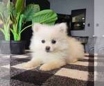 Small Photo #2 Pomeranian Puppy For Sale in FRANKLIN, IN, USA