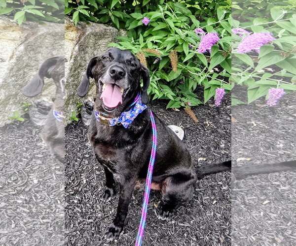 Medium Photo #12 Plott Hound-Weimaraner Mix Puppy For Sale in Rockaway, NJ, USA