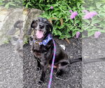 Small #11 Plott Hound-Weimaraner Mix