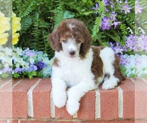 Poodle (Standard) Puppy for sale in CHRISTIANA, PA, USA