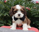 Small #2 Cava-Tzu