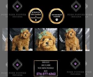 Medium Poodle (Miniature)