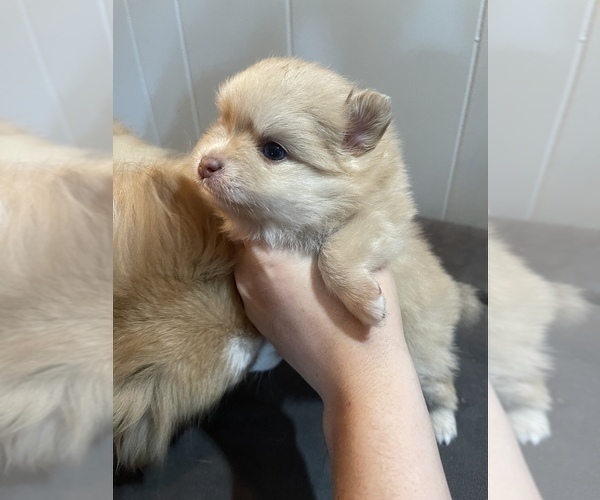 Medium Photo #4 Pomeranian Puppy For Sale in HYNDMAN, PA, USA