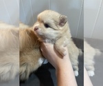 Small Photo #4 Pomeranian Puppy For Sale in HYNDMAN, PA, USA