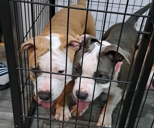 American Pit Bull Terrier-American Staffordshire Terrier Mix Puppy for sale in Rotterdam, South Holland, Netherlands
