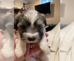 Small Photo #2 Shorkie Tzu Puppy For Sale in CHATTAROY, WA, USA