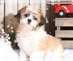 Zuchon Puppy for sale in MOUNT VERNON, OH, USA