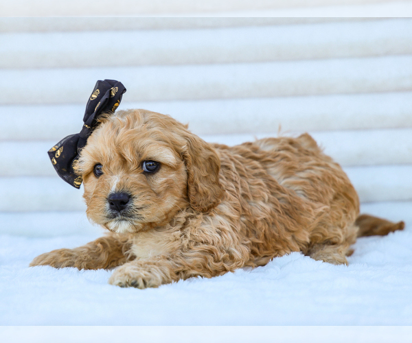 Medium Photo #2 Cavapoo (Miniature) Puppy For Sale in LIBERTY, KY, USA