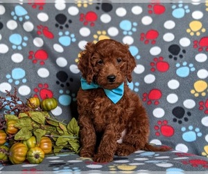 Miniature Labradoodle Puppy for sale in NOTTINGHAM, PA, USA
