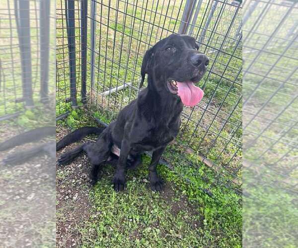 Medium Photo #6 Labrador Retriever-Unknown Mix Puppy For Sale in Abbeville, LA, USA
